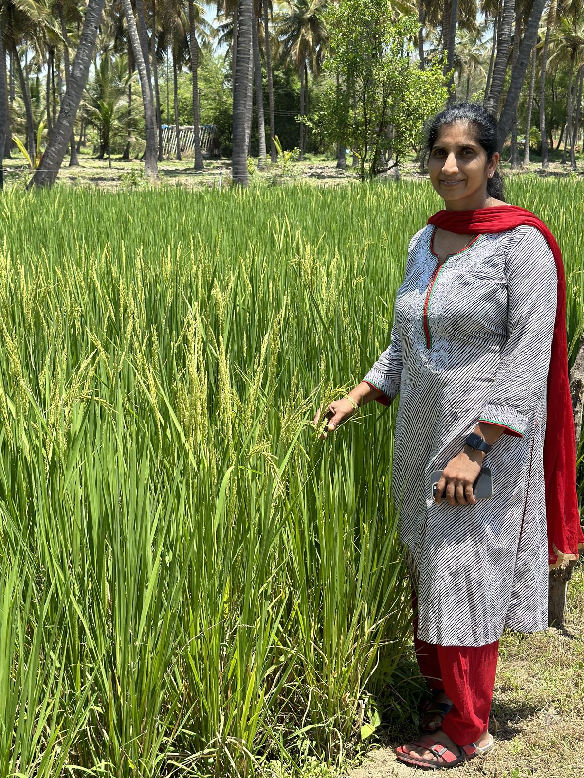 In the paddy fields