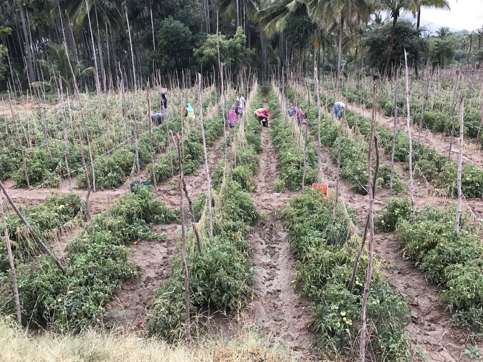 Tomato field workers